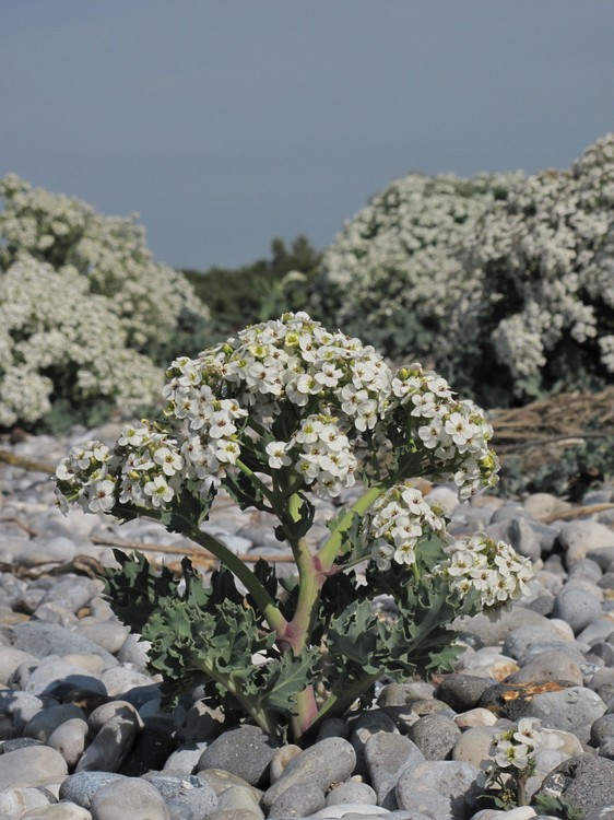 Crambe maritima